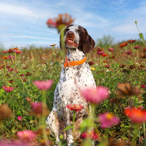 How to Relieve Your Pet's Allergies