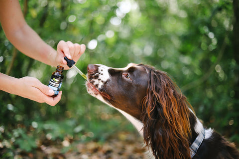 Is CBD Safe For Your Dog?