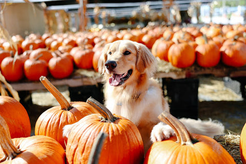 Fall Activities To Do With Your Dog