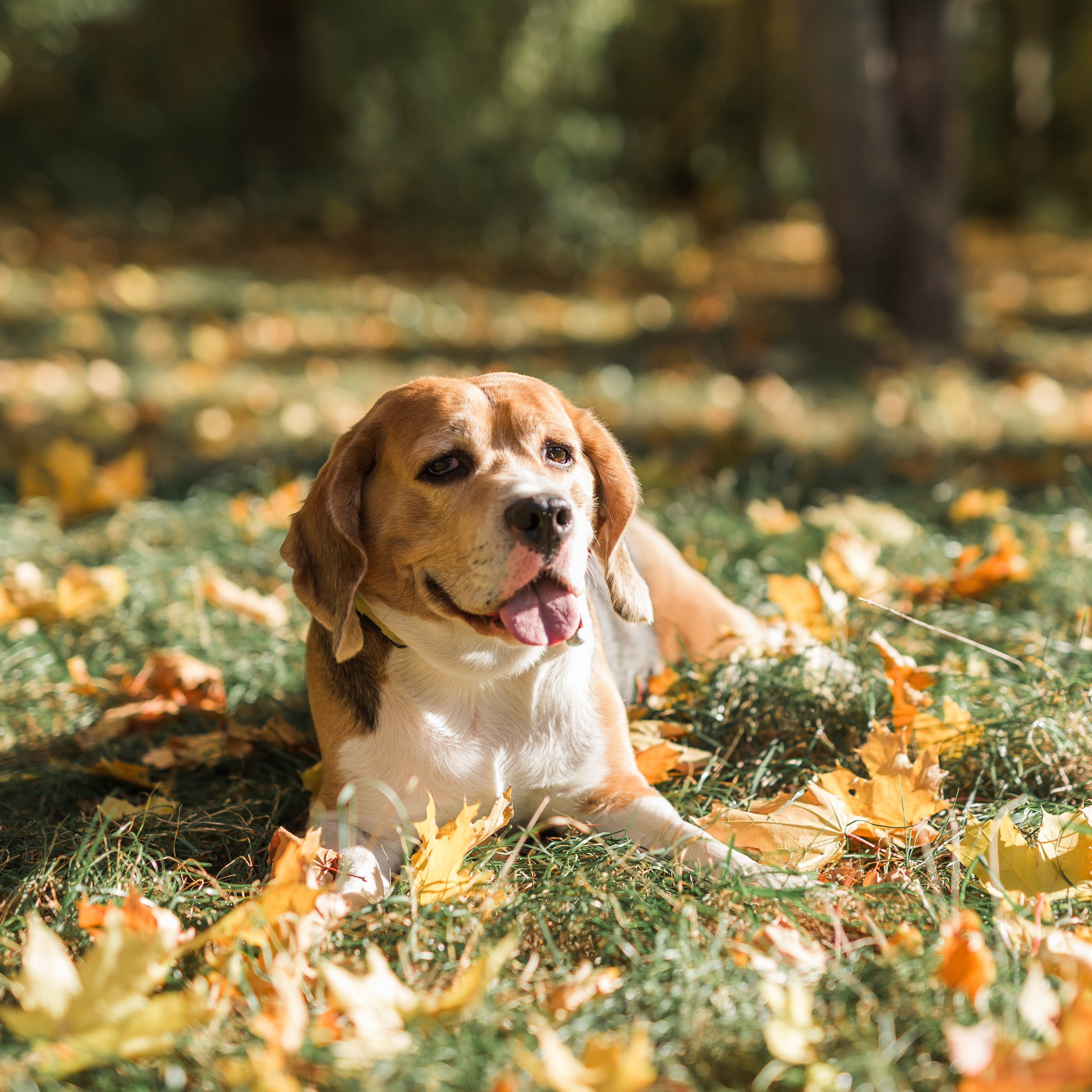 Fall for These Pet-Approved Fall Recipes