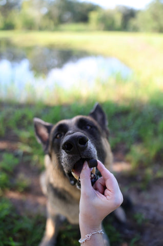 Myth or Fact: Dogs Can Eat Grapes