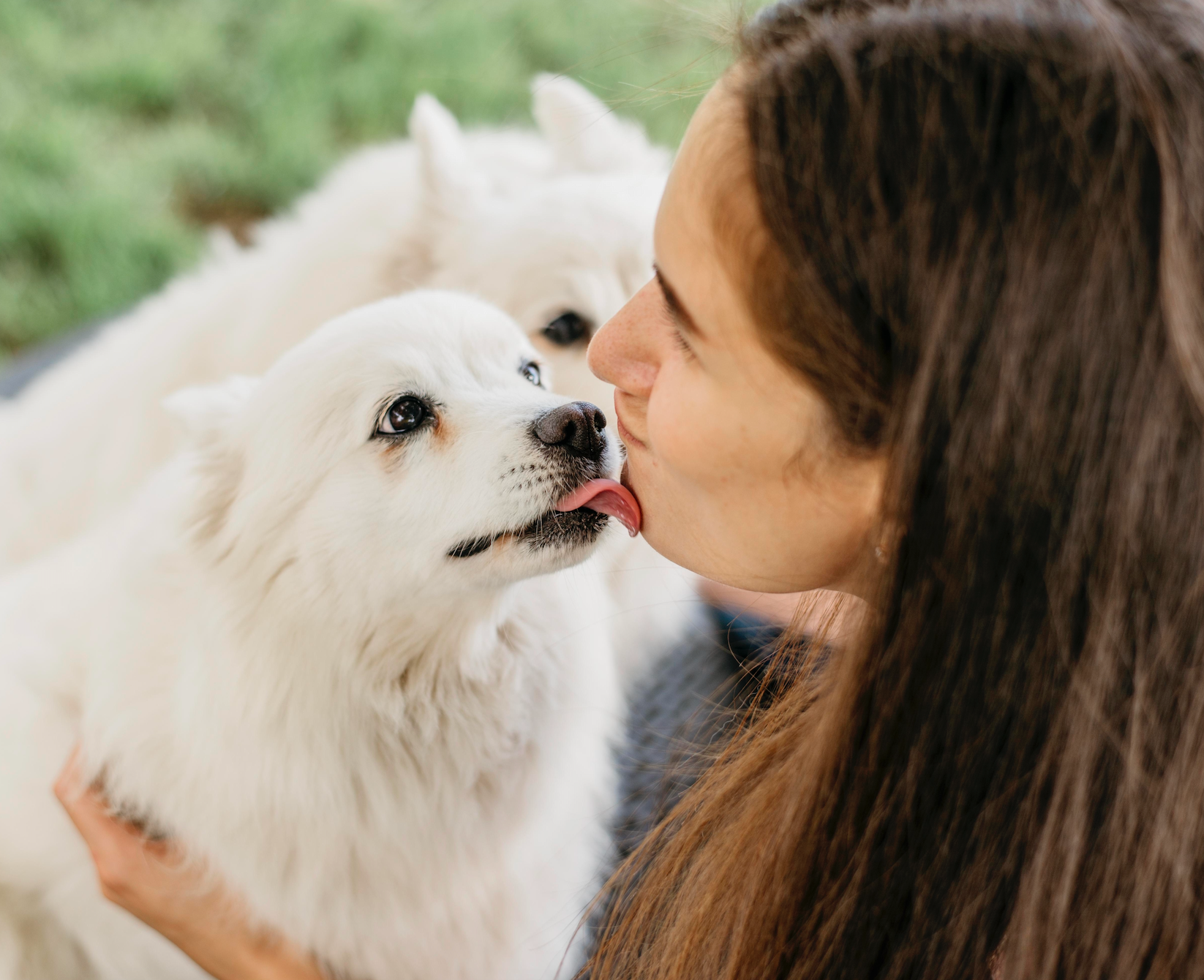 Why Do Dogs Really Lick Us?