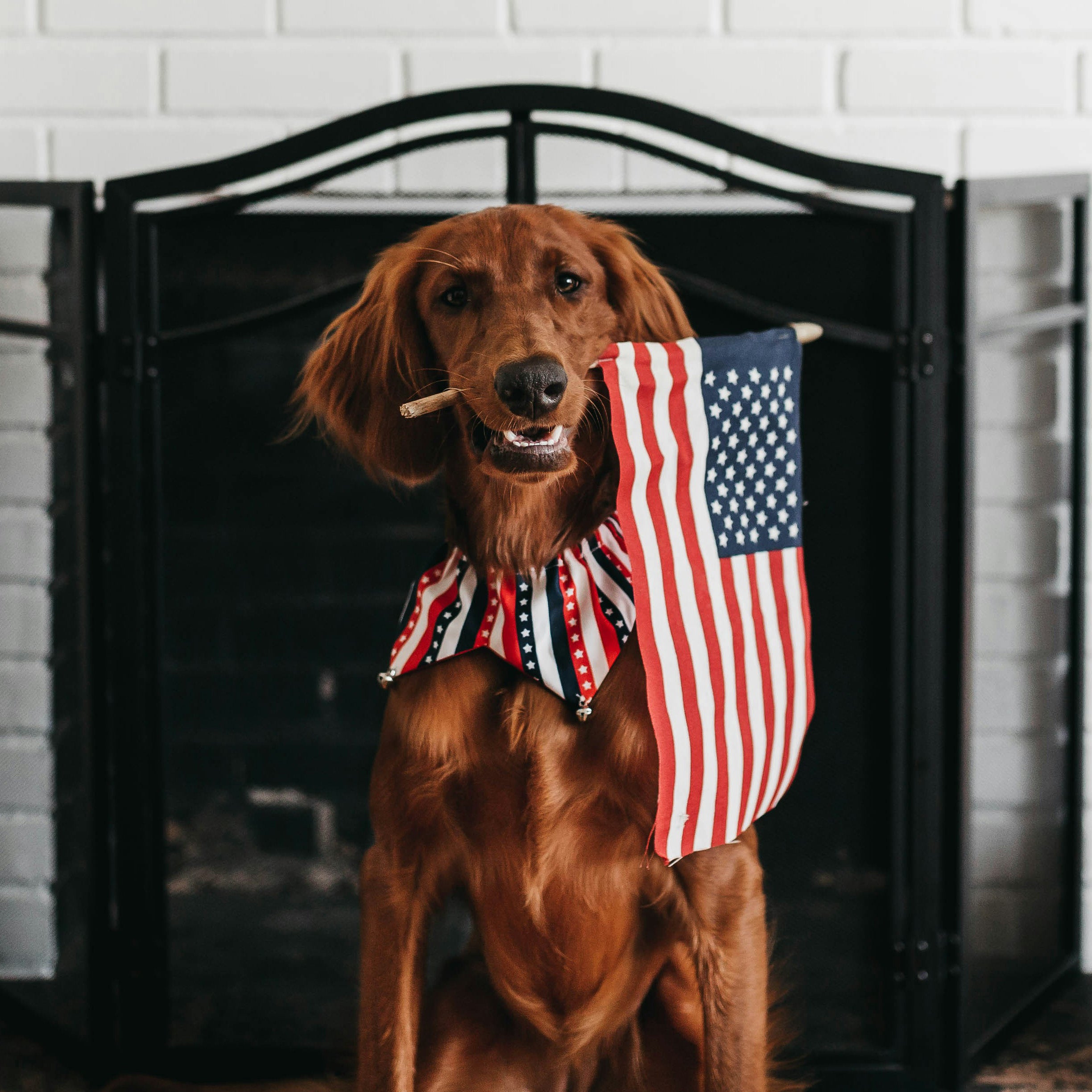 4 Tips to Keep Your Pup Calm this Fourth of July