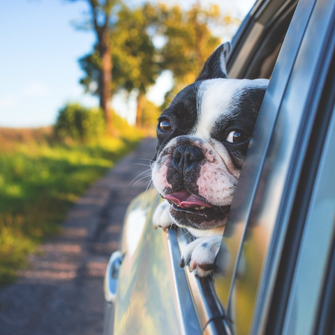 Tips for Road Trips with your Dog