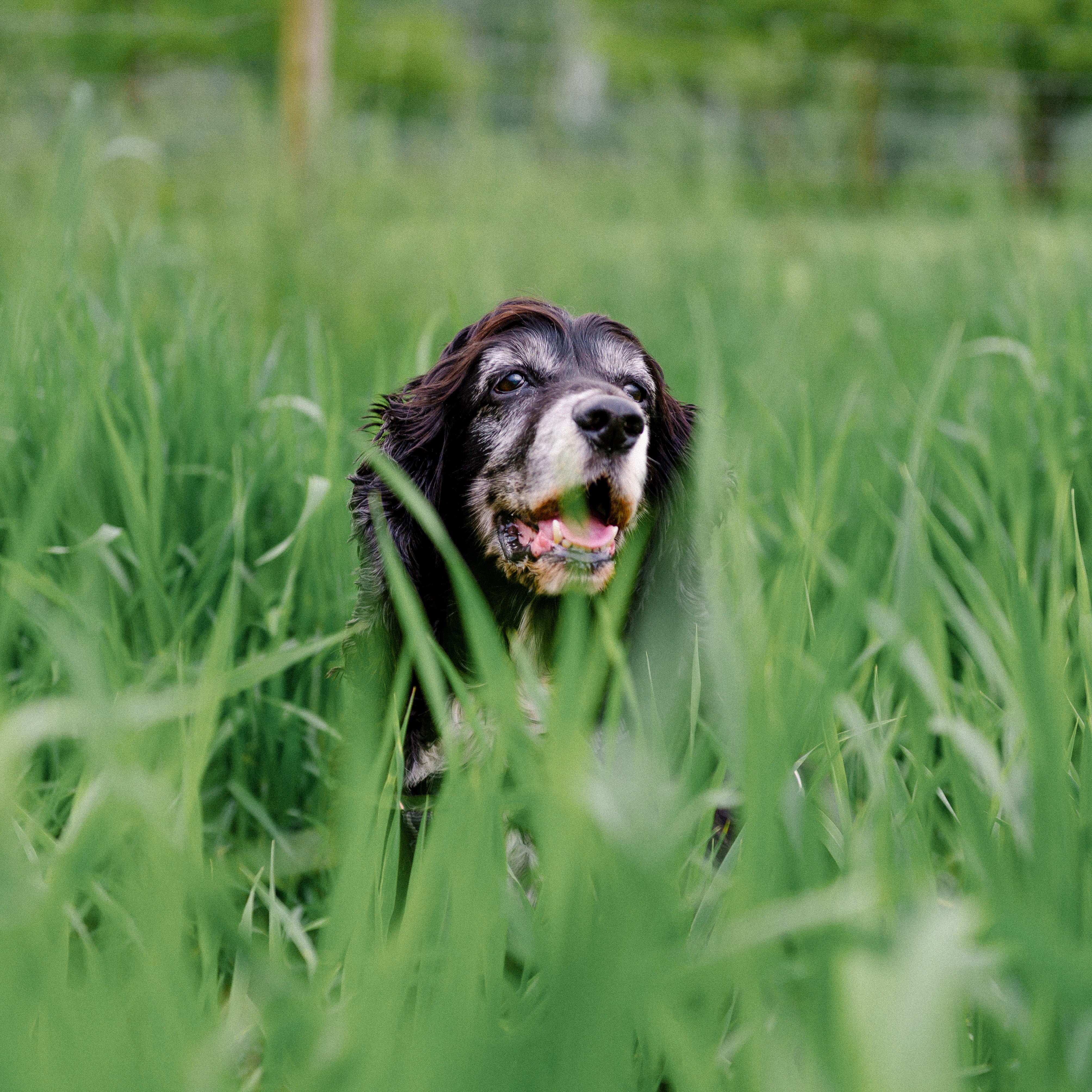 5 Reasons Why Dogs Eat Grass