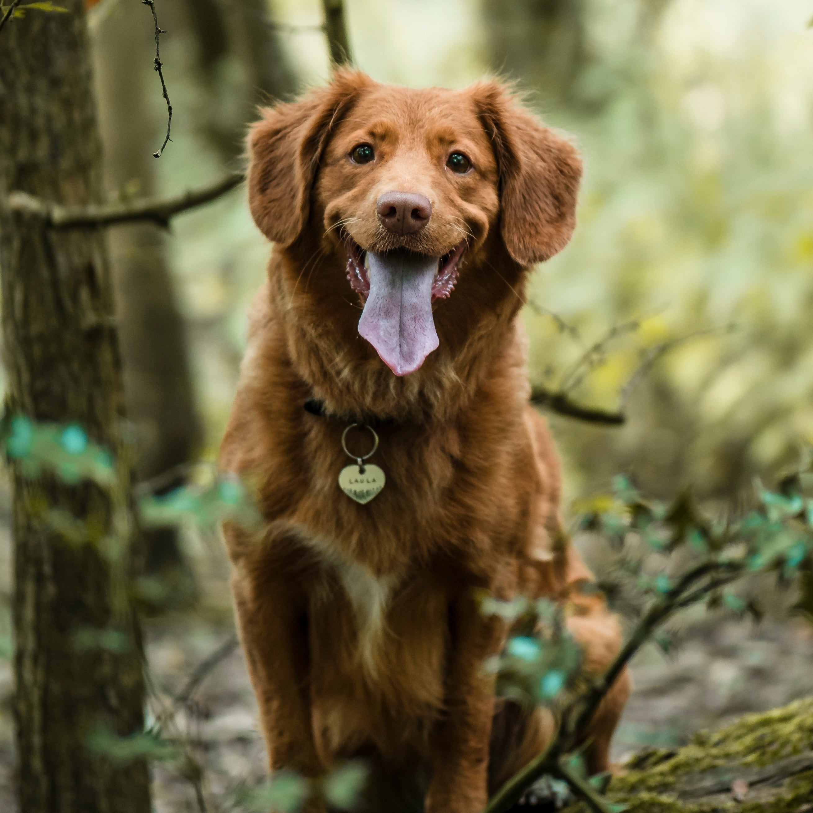 A Complete Introduction to CBD for Pets